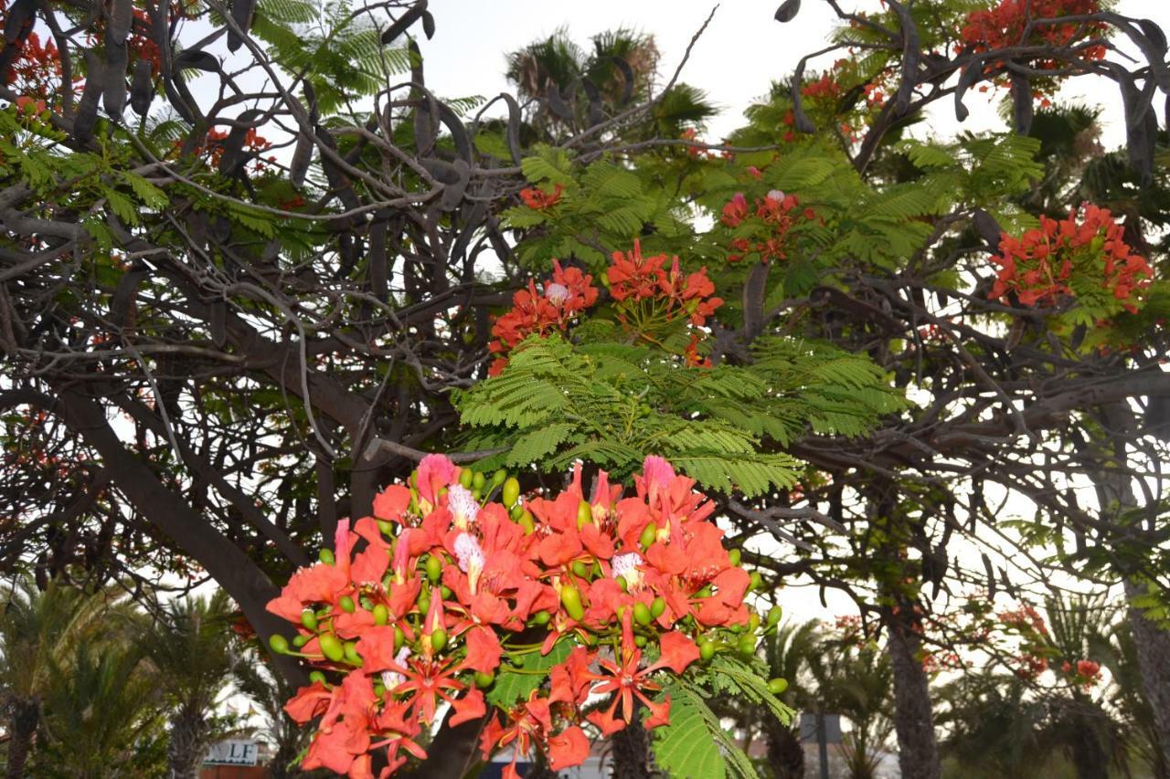Maspalomas Experience Holiday House 外观 照片
